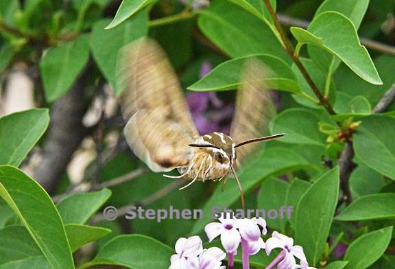 hyles lineata 8 graphic